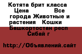 Котята брит класса › Цена ­ 20 000 - Все города Животные и растения » Кошки   . Башкортостан респ.,Сибай г.